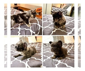 French Bulldog Puppy for Sale in PALMDALE, California USA