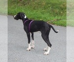 Small Photo #32 Great Dane Puppy For Sale in SPRAGGS, PA, USA