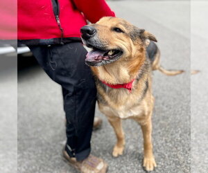 Novak - Male German Shepherd Dog-Unknown Mix Dog for Adoption - Photo #11