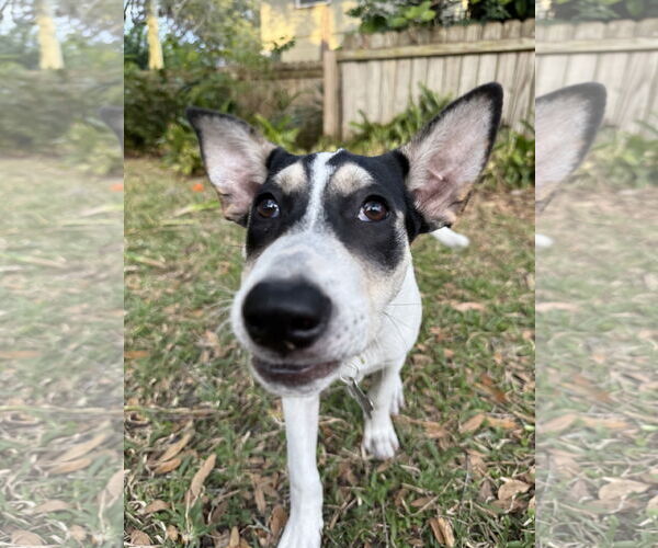 Medium Photo #4 Siberian Husky-Unknown Mix Puppy For Sale in Sanford, FL, USA