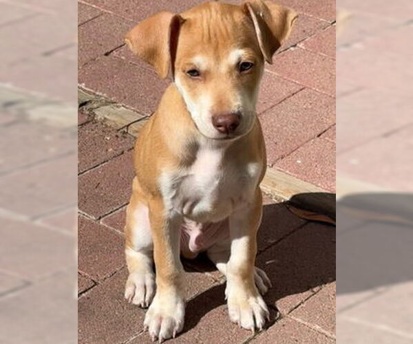 Medium Photo #3 Unknown-Whippet Mix Puppy For Sale in Fremont, CA, USA
