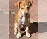 Small #2 Whippet Mix