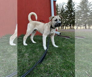 Huskies -Unknown Mix Dogs for adoption in Duluth, MN, USA