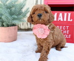 Small Photo #3 Goldendoodle (Miniature) Puppy For Sale in HONEY BROOK, PA, USA