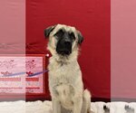 Small Photo #4 Anatolian Shepherd-Unknown Mix Puppy For Sale in Euless, TX, USA