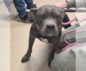 Mutt Dogs for adoption in Decatur, IL, USA