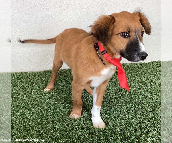 Medium Photo #3 Borador Puppy For Sale in San Diego, CA, USA