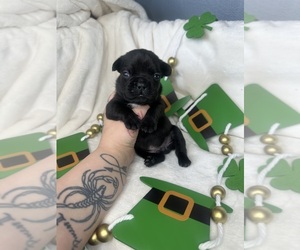 French Bulldog Puppy for sale in GALESBURG, IL, USA
