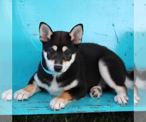 Shiba Inu Puppy for Sale in ARTHUR, Illinois USA