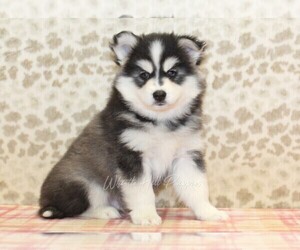 Pomsky Puppy for sale in DENVER, PA, USA