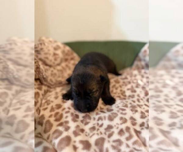 Medium Photo #1 German Shepherd Dog Puppy For Sale in ORANGE CITY, FL, USA