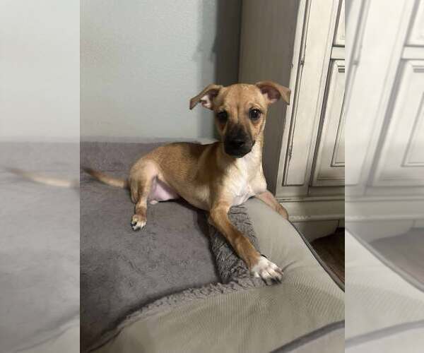 Medium Photo #2 Chihuahua-Unknown Mix Puppy For Sale in Visalia, CA, USA