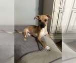 Small #1 Chihuahua Mix