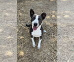 Small #3 Border Collie Mix