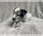 Small Photo #9 Australian Cattle Dog Puppy For Sale in LAKELAND, FL, USA