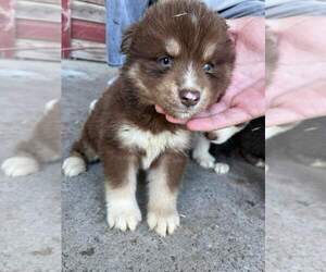 Siberian Husky Puppy for sale in CROSSVILLE, AL, USA