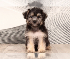Yo-Chon Puppy for sale in WESTPOINT, IN, USA