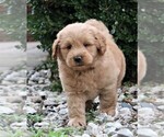 Small Photo #7 Labradoodle Puppy For Sale in SYRACUSE, IN, USA