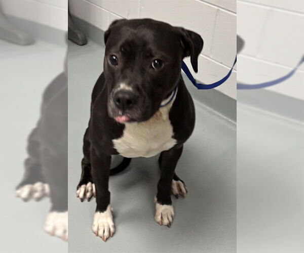 Medium Photo #1 Mutt Puppy For Sale in St. Cloud, FL, USA