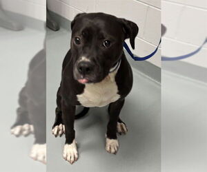 Mutt Dogs for adoption in St. Cloud, FL, USA