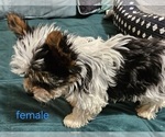 Small #9 Yorkshire Terrier