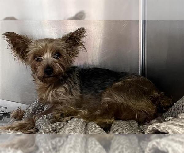 Medium Photo #2 Mutt Puppy For Sale in San Antonio, TX, USA