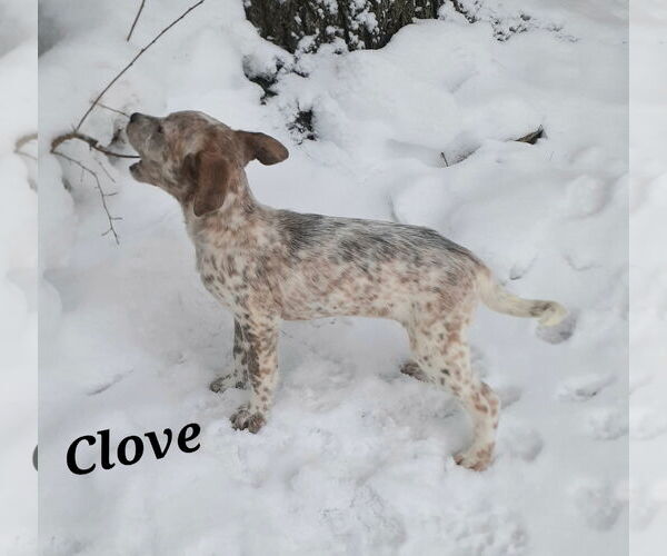 Medium Photo #5 Mutt Puppy For Sale in Garden City, NY, USA