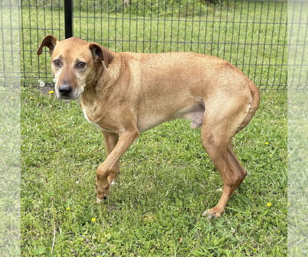 Medium Photo #2 Chesapeake Bay Retriever-Unknown Mix Puppy For Sale in Virginia Beach, VA, USA