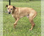 Small #1 Chesapeake Bay Retriever Mix