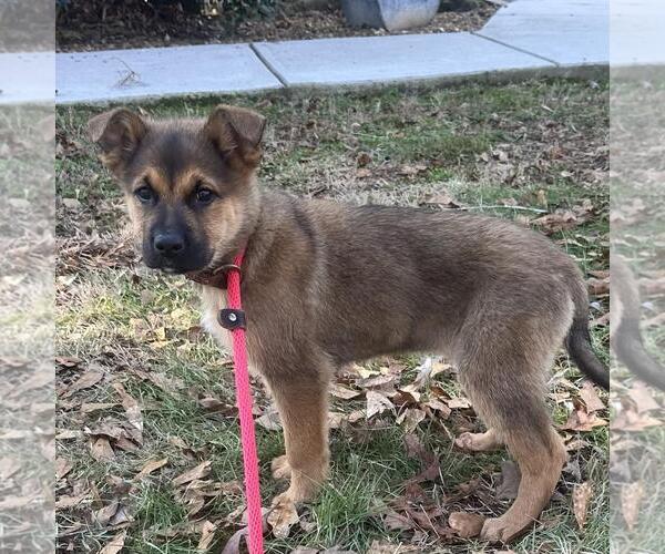 Medium Photo #4 Mutt Puppy For Sale in Yardley, PA, USA