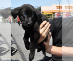 Small #5 Mutt