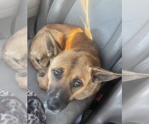 Black Mouth Cur-Unknown Mix Dogs for adoption in Conway, AR, USA