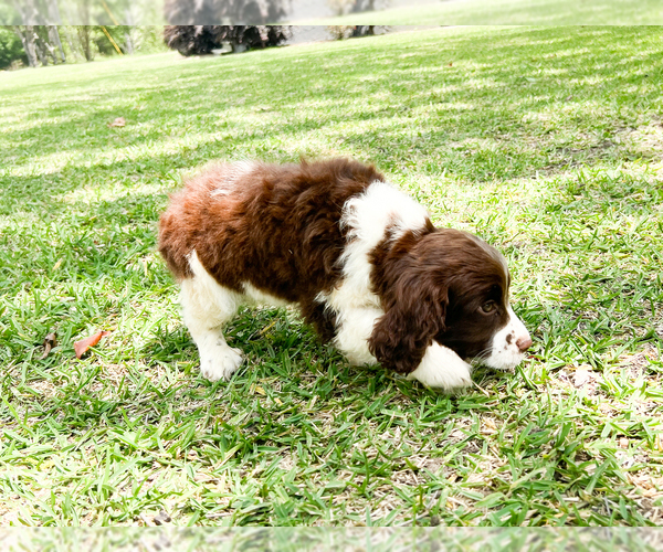 Medium Photo #6 English Springer Spaniel Puppy For Sale in FITZGERALD, GA, USA