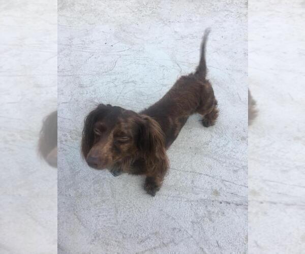 Medium Photo #1 Dachshund Puppy For Sale in BUTLER, PA, USA