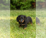 Small #16 Dachshund