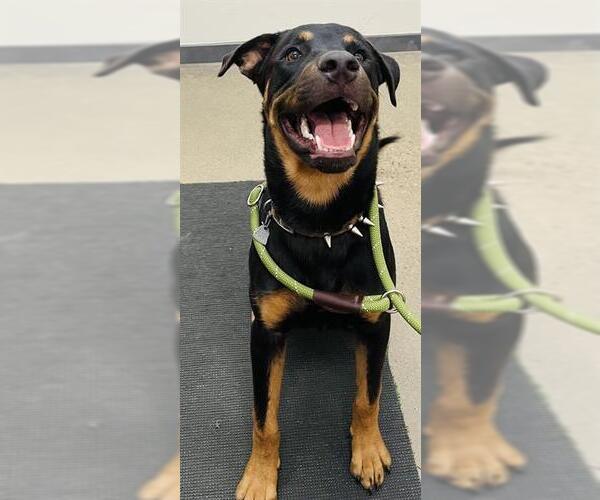 Medium Photo #1 Rottweiler Puppy For Sale in Globe, AZ, USA