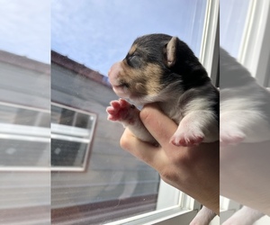 Pembroke Welsh Corgi Puppy for sale in ARTHUR, IL, USA