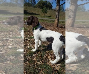 English Springer Spaniel Puppy for sale in EUGENE, OR, USA