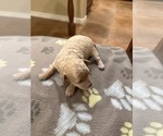 Small Photo #2 Maltipoo (Toy) Puppy For Sale in CARLSBAD, CA, USA