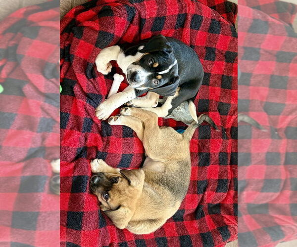 Medium Photo #3 Mutt Puppy For Sale in Springdale, PA, USA