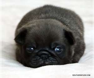 Pug Puppy for Sale in WINNSBORO, Texas USA
