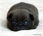 Image preview for Ad Listing. Nickname: Litter of 3