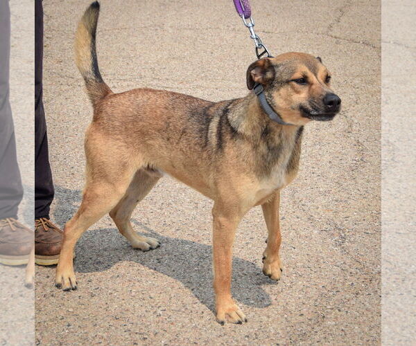 Medium Photo #6 Black Mouth Cur-German Shepherd Dog Mix Puppy For Sale in Huntley, IL, USA
