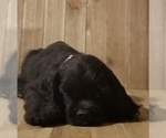 Puppy Maxwell Cocker Spaniel