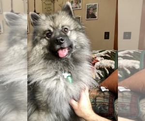 Father of the Keeshond puppies born on 05/09/2019