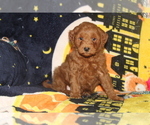 Small Photo #3 Goldendoodle Puppy For Sale in FRESNO, OH, USA