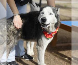 Siberian Husky-Unknown Mix Dogs for adoption in San Antonio, TX, USA