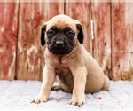 Small #8 Mastiff