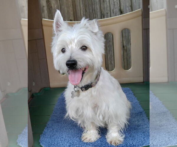 Medium Photo #3 Mutt Puppy For Sale in Dallas, TX, USA