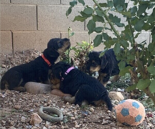 Medium Photo #12 Airedale Terrier Puppy For Sale in SIERRA VISTA, AZ, USA
